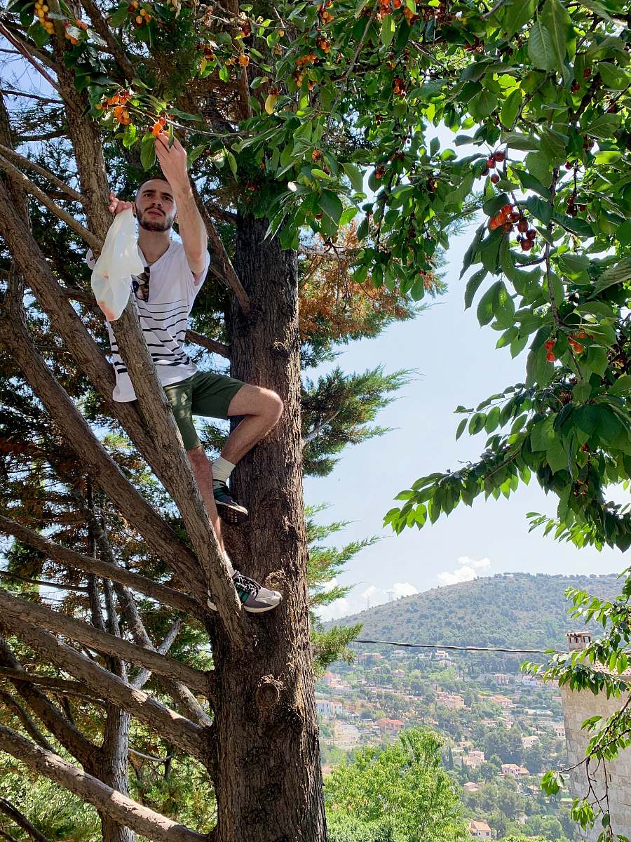 tree trunk man climbing on tree côte d'azur